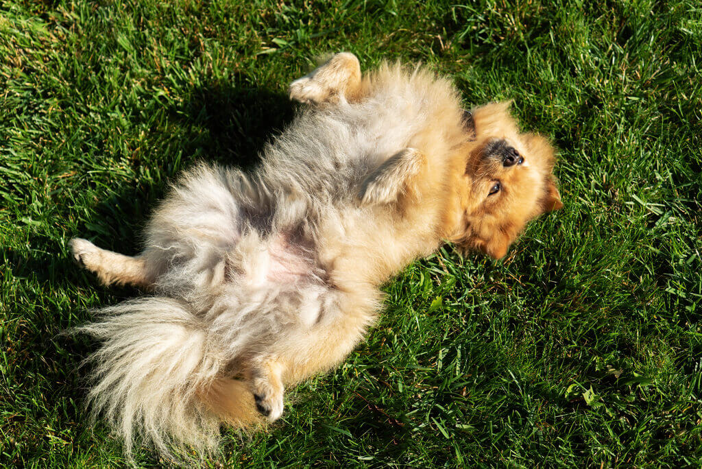 ¿Los perros están evolucionando? La tercera ola de domesticación canina ya está aquí