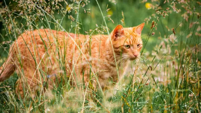 Escocia debate prohibir los gatos domésticos: ¿protección ambiental o medida extrema?