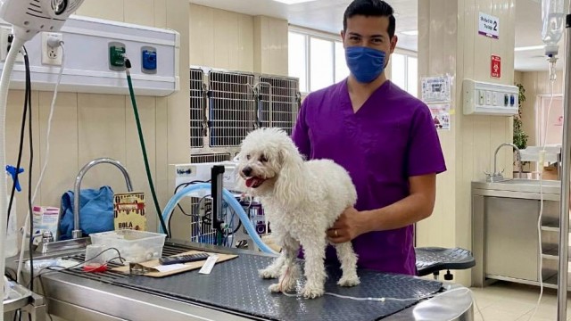 Hospital Veterinario de CDMX: nueve años al servicio del bienestar animal