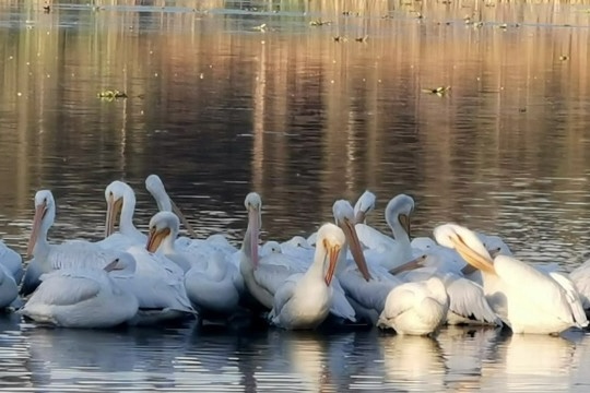 El espectáculo de la naturaleza: Pelícanos, ibis y más en los humedales de Xochimilco