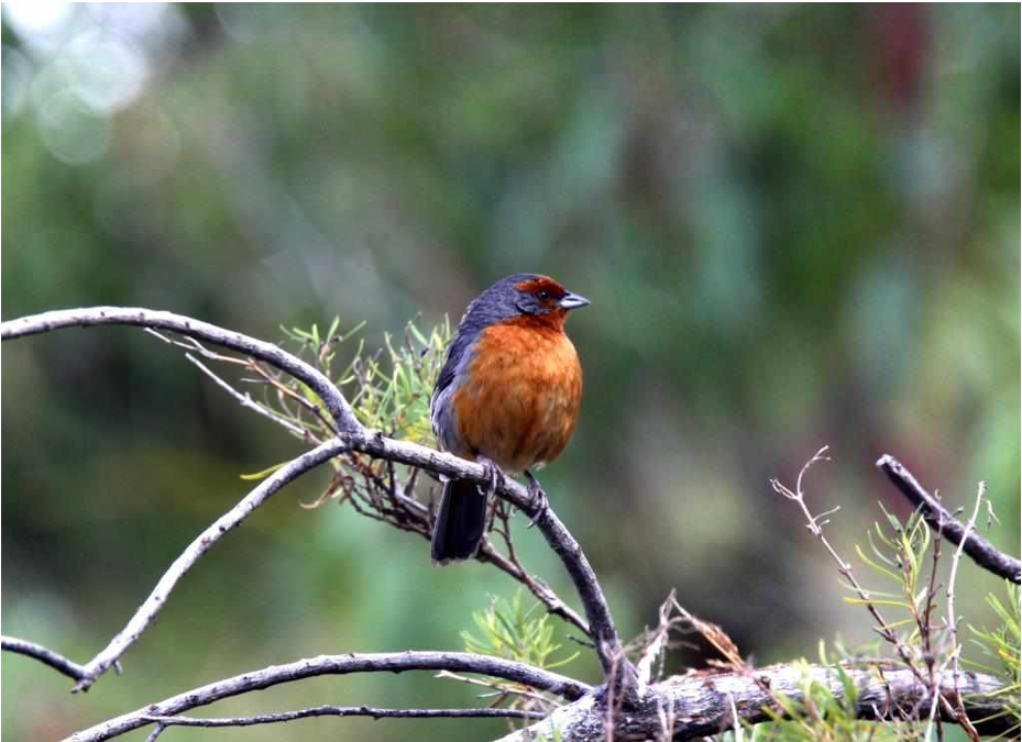 Cómo la ciencia está salvando a las aves en peligro en Latinoamérica: tres proyectos clave