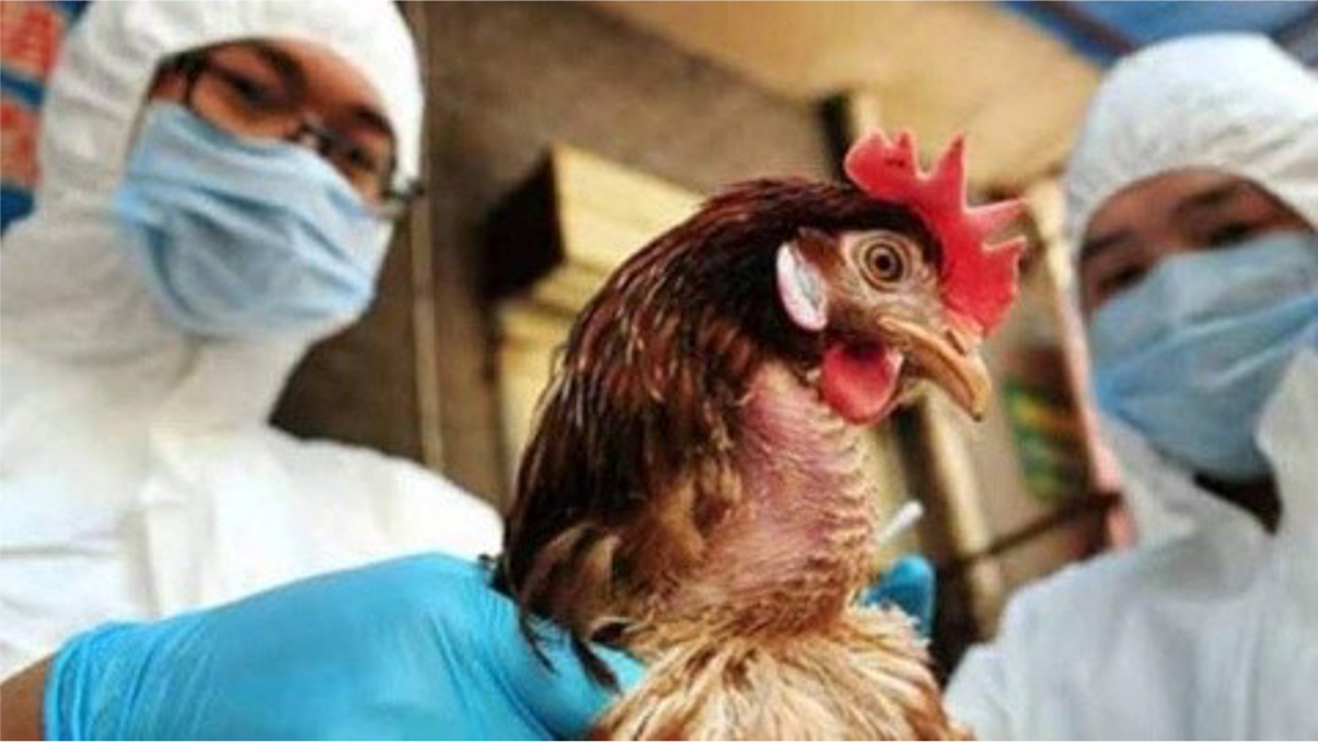Confirman primer caso humano de gripe aviar en México