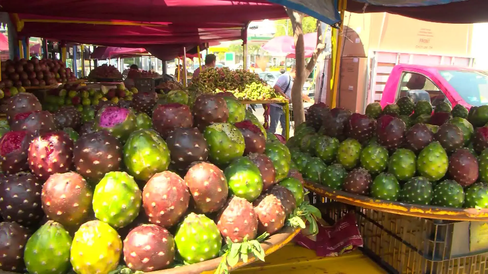 ¡Todo listo para la Feria de la Pitaya 2025 en Amacueca, Jalisco!