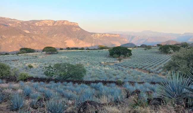 México y Colombia se unen para proteger los paisajes culturales del agave y el café