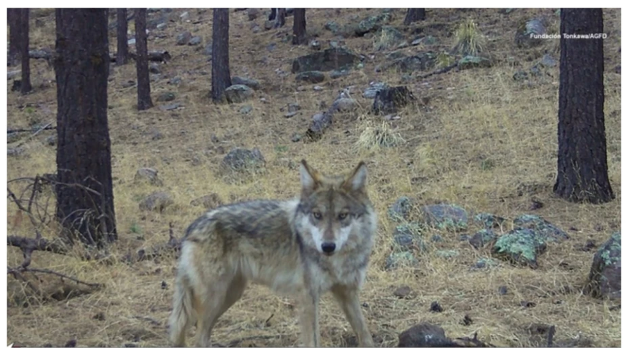 Registran primer ejemplar de Lobo Mexicano nacido en libertad