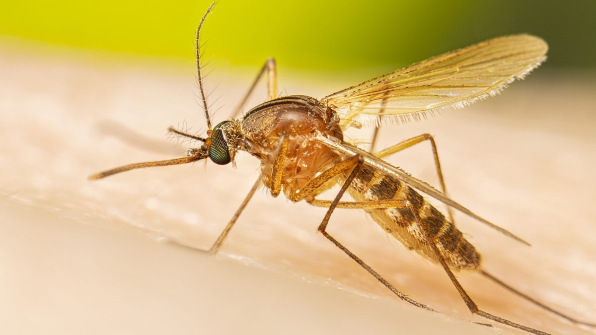 El “mosquito del metro” de Londres no nació en la ciudad: un estudio revela su origen milenario